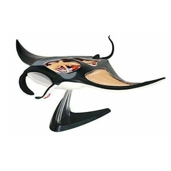 Tedco Toys Tedco Toys 26010 4D Manta Ray Anatomy Kids Science Model 26010 - main
